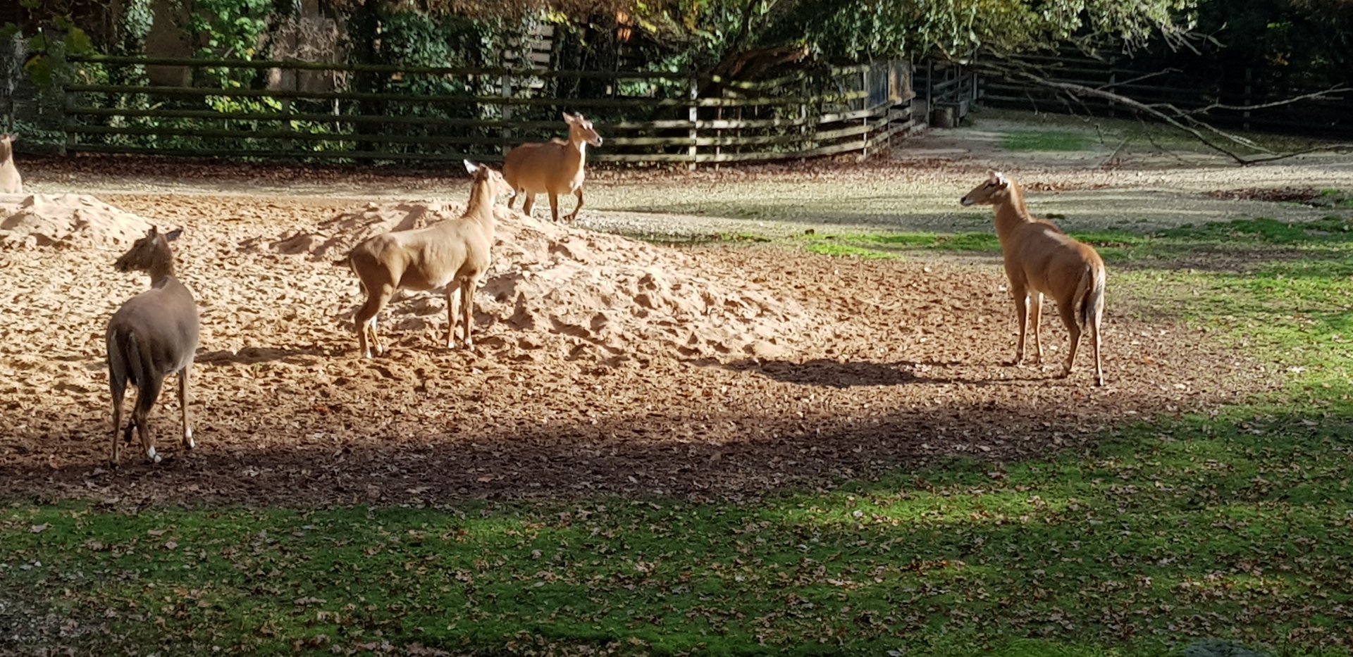 Indian antelope paddock