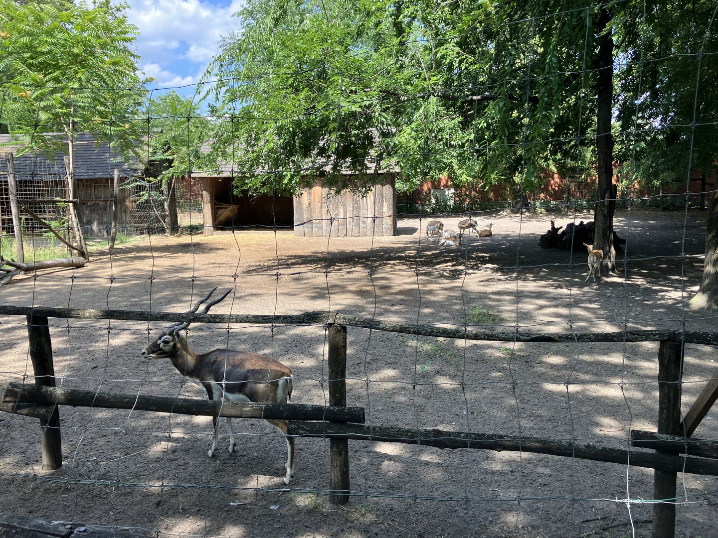 Indian antelope paddock
