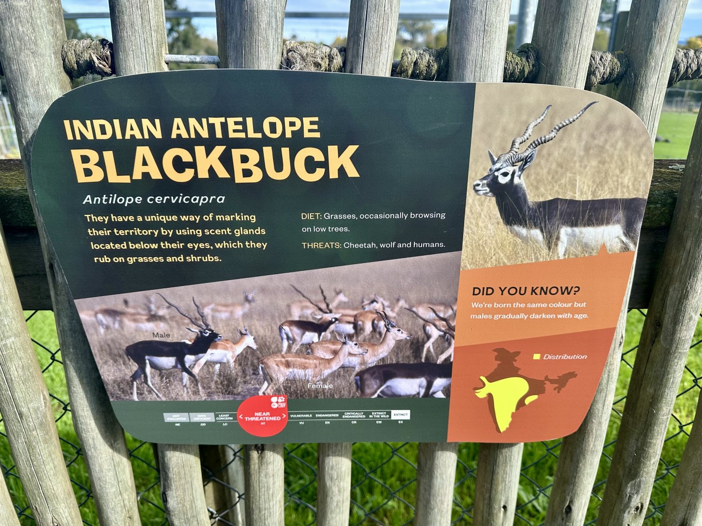 Indian Antelope Signage