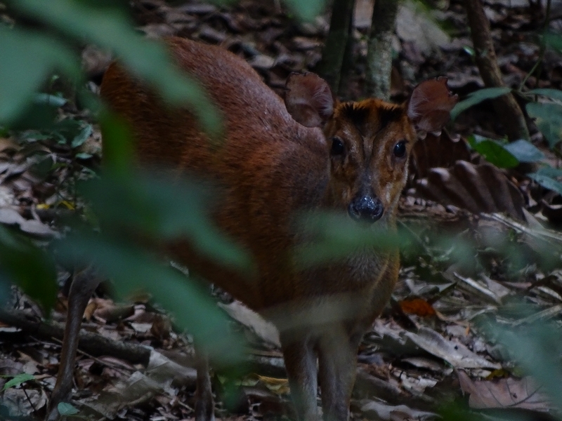 Indian barking Deer