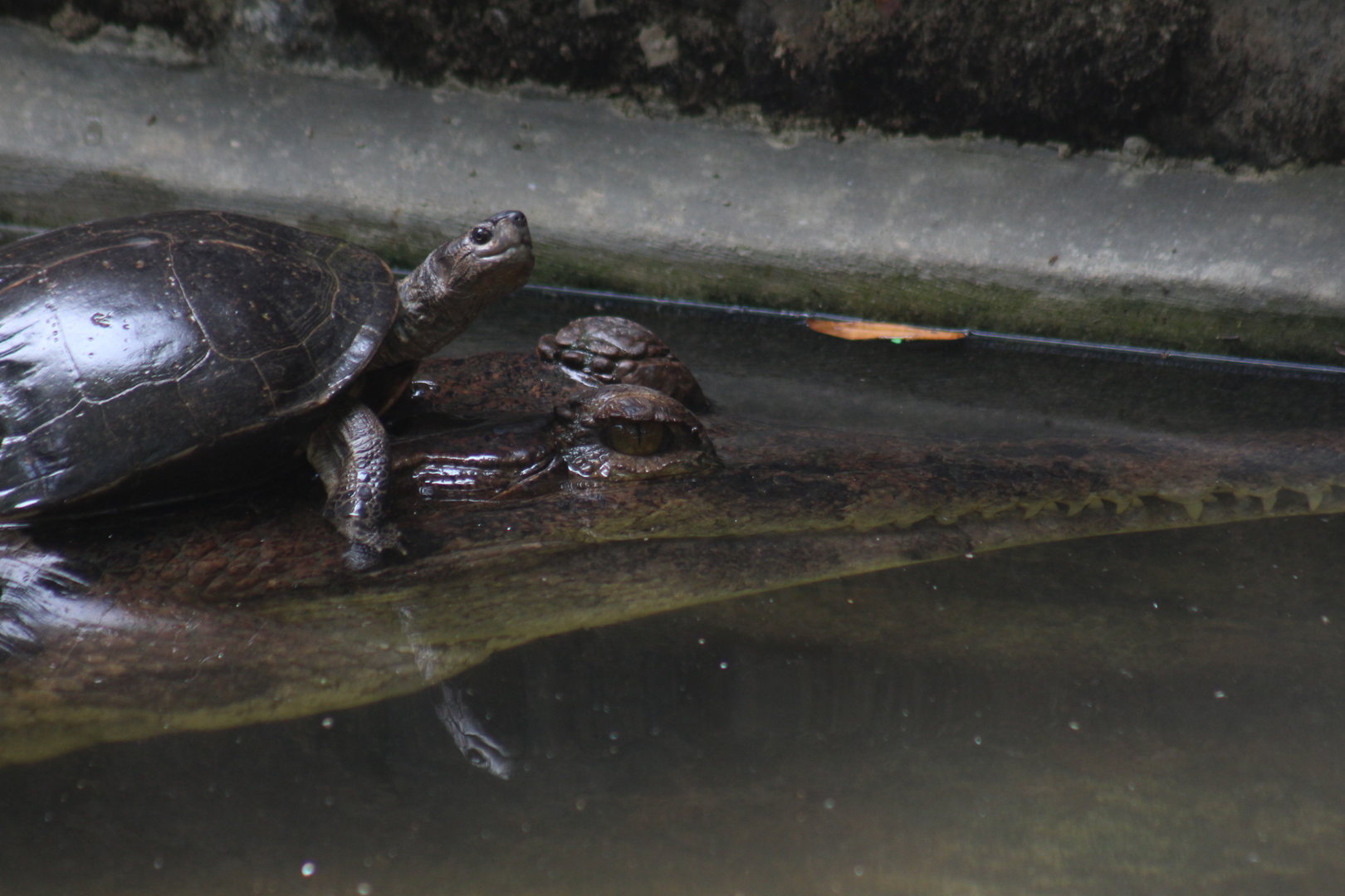 Indian black turtle (Melanochelys trijuga) on a False gharial