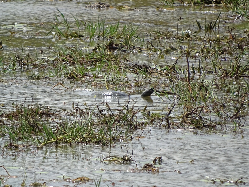 Indian black turtle (Melanochelys trijuga)