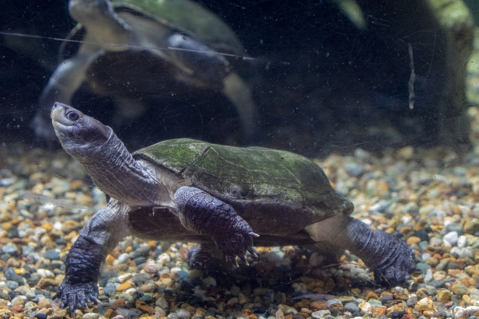 Indian black turtle (Melanochelys trijuga)