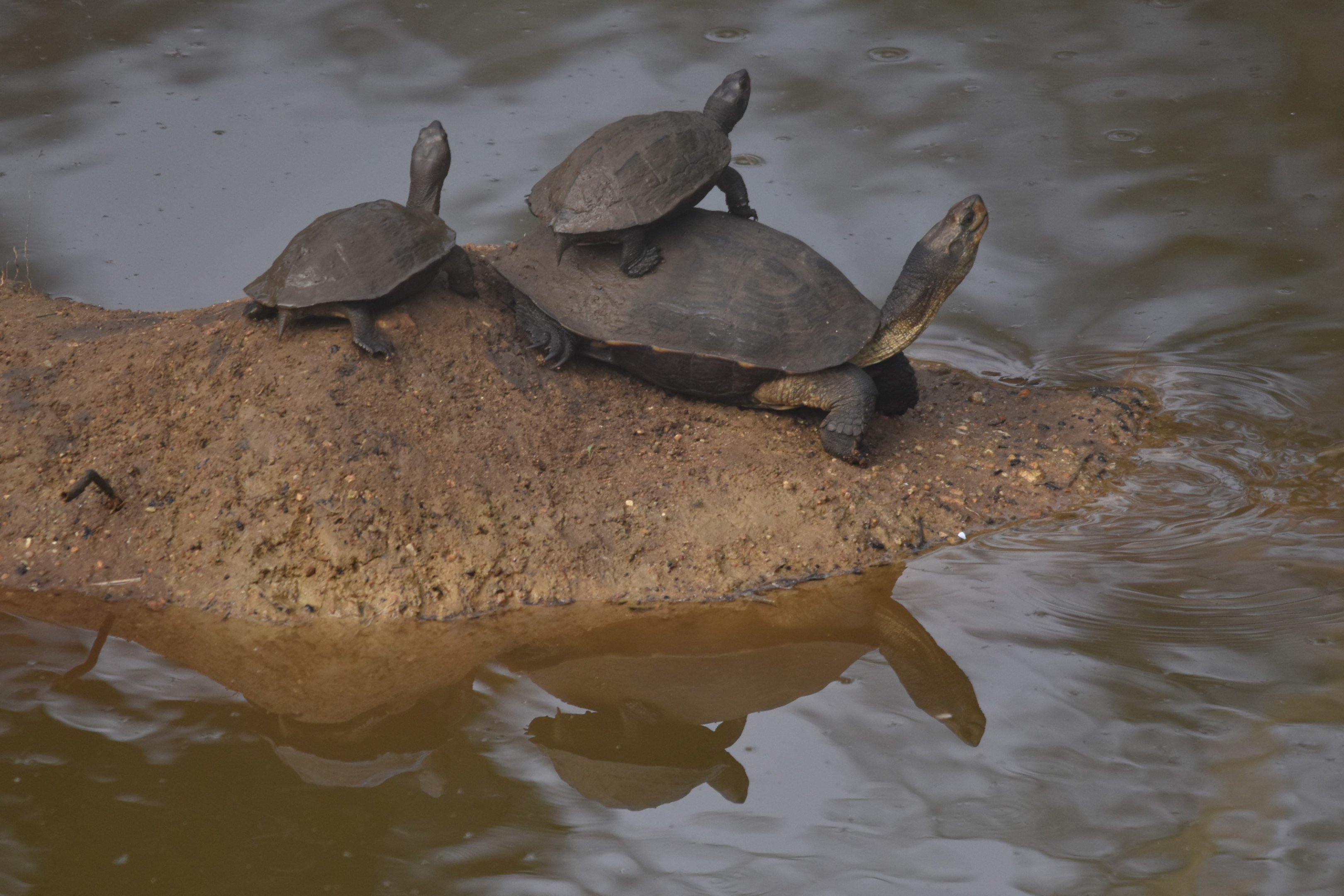 Indian Black Turtles, Nagarahole Tiger Reserve, 22nd November 2024