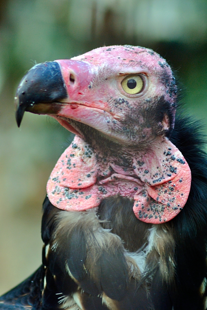 Indian black vulture