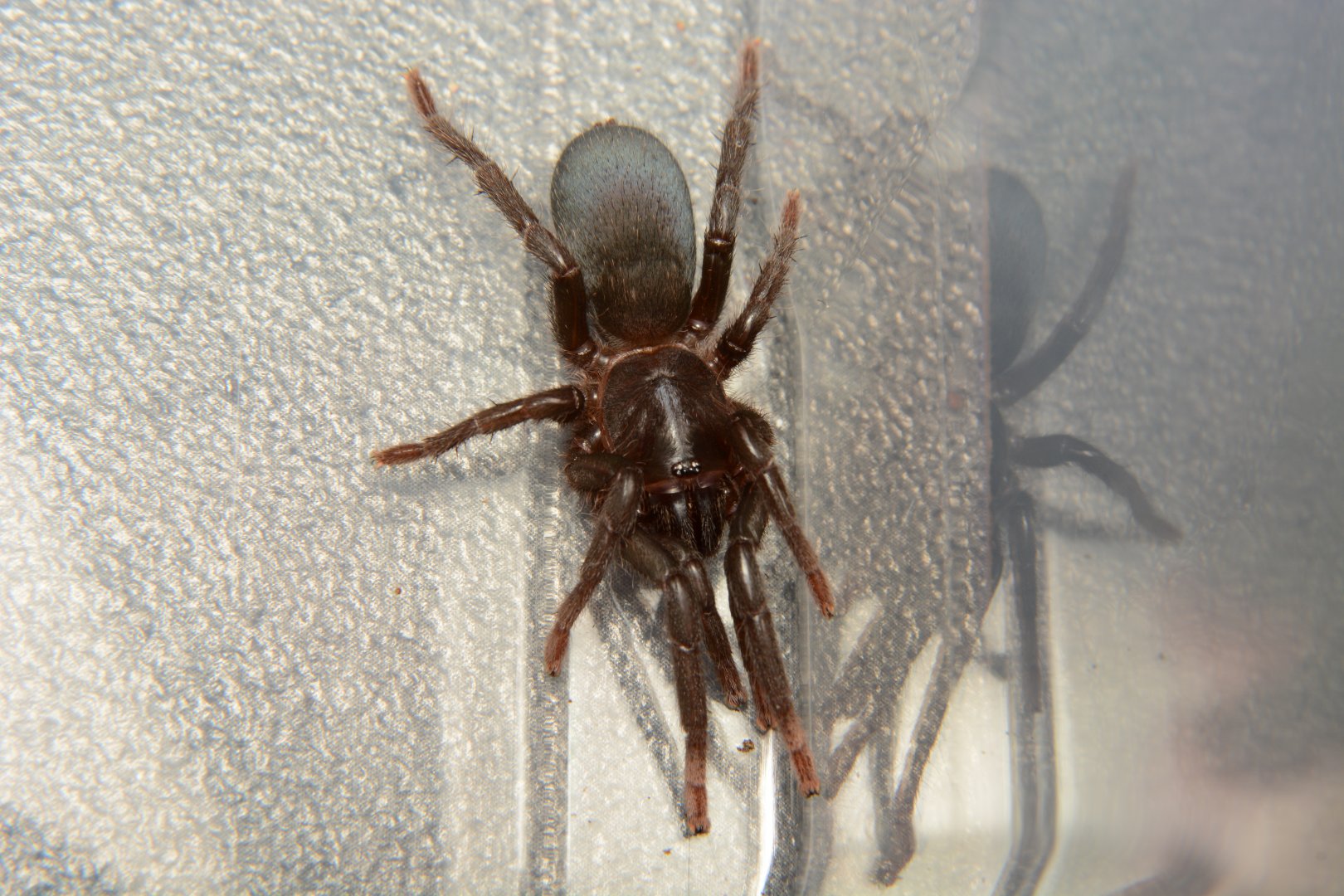 Indian blue dwarf tarantula (Sahydroaraneus raja)