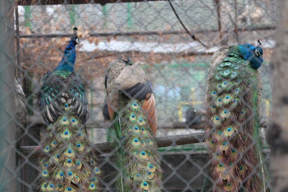 Indian Blue Peacock(mashhad zoo)
