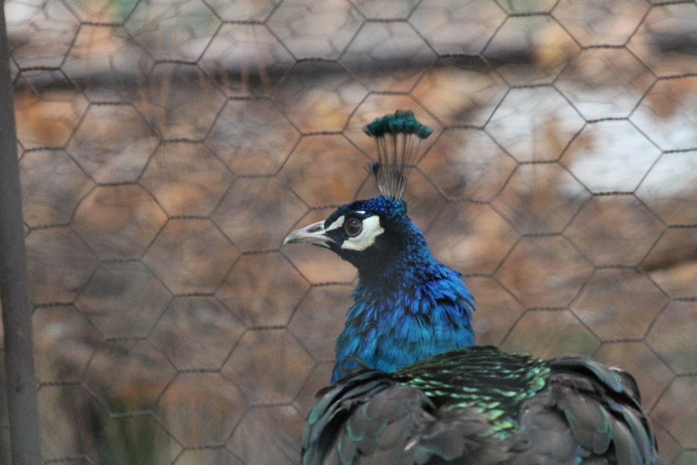 Indian Blue Peacock(mashhad zoo)