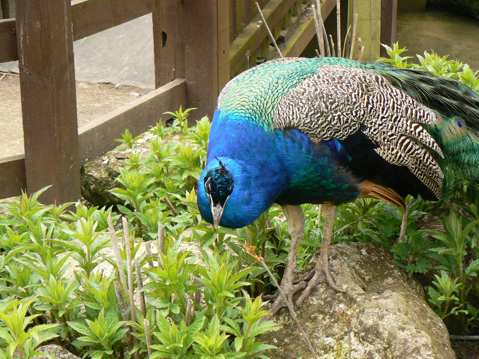Indian Blue Peacock
