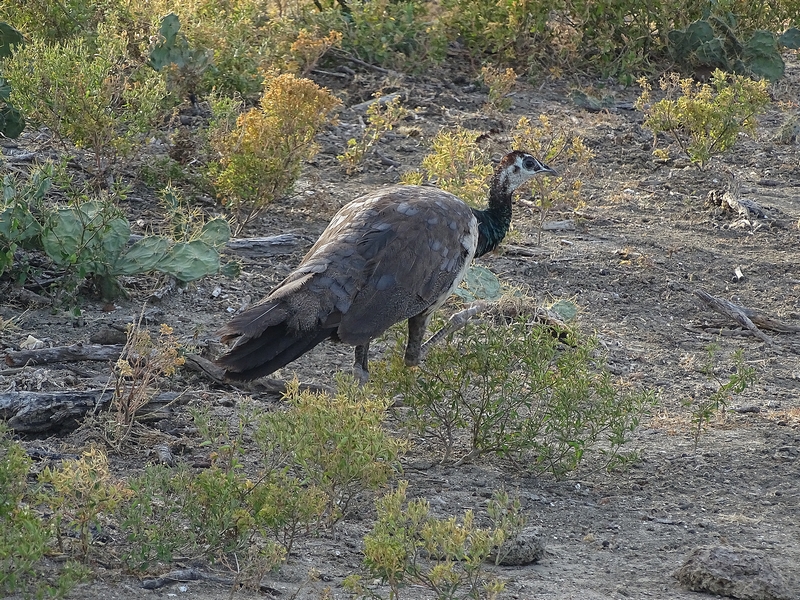 Indian blue peafowl female