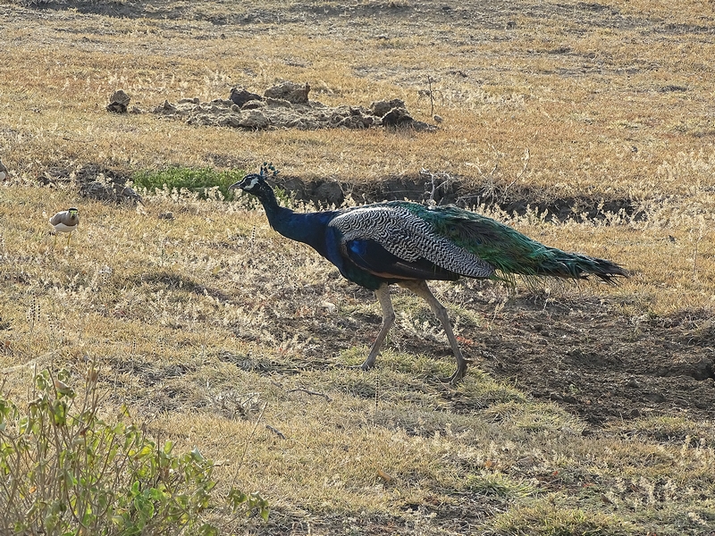 Indian blue peafowl male
