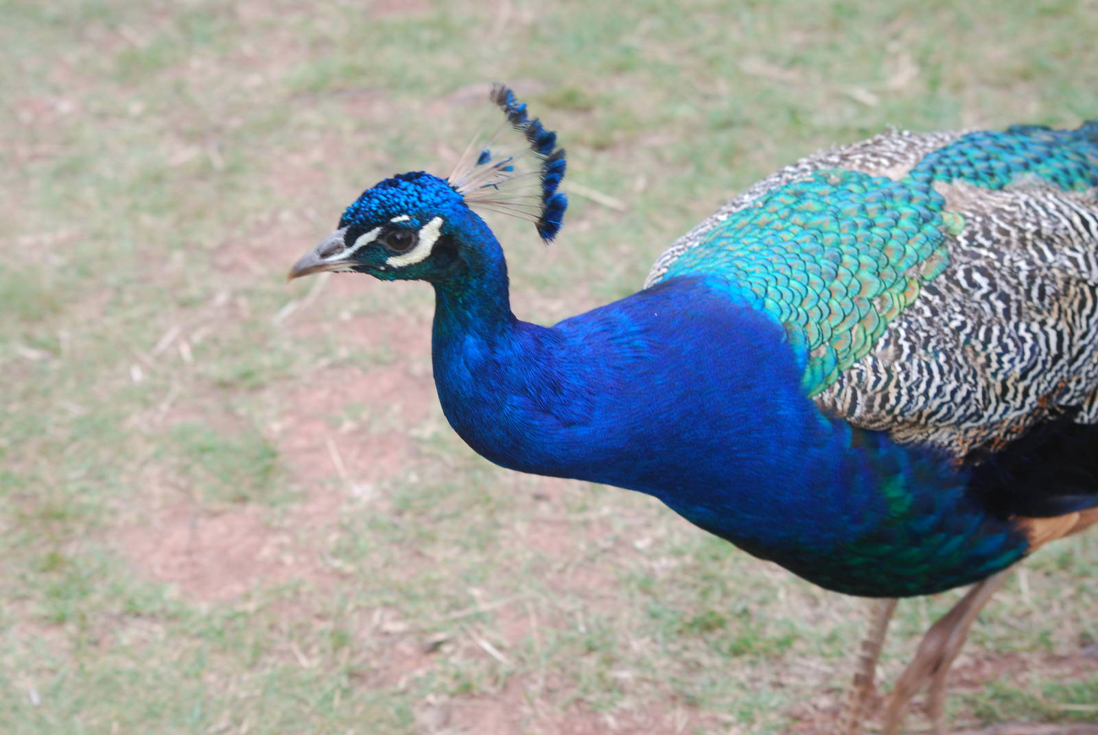 Indian blue peafowl