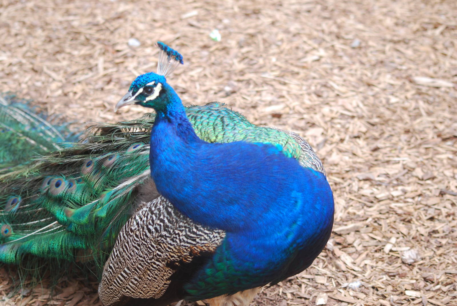 Indian blue peafowl