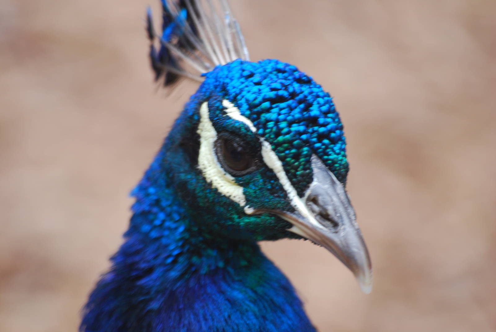 Indian blue peafowl