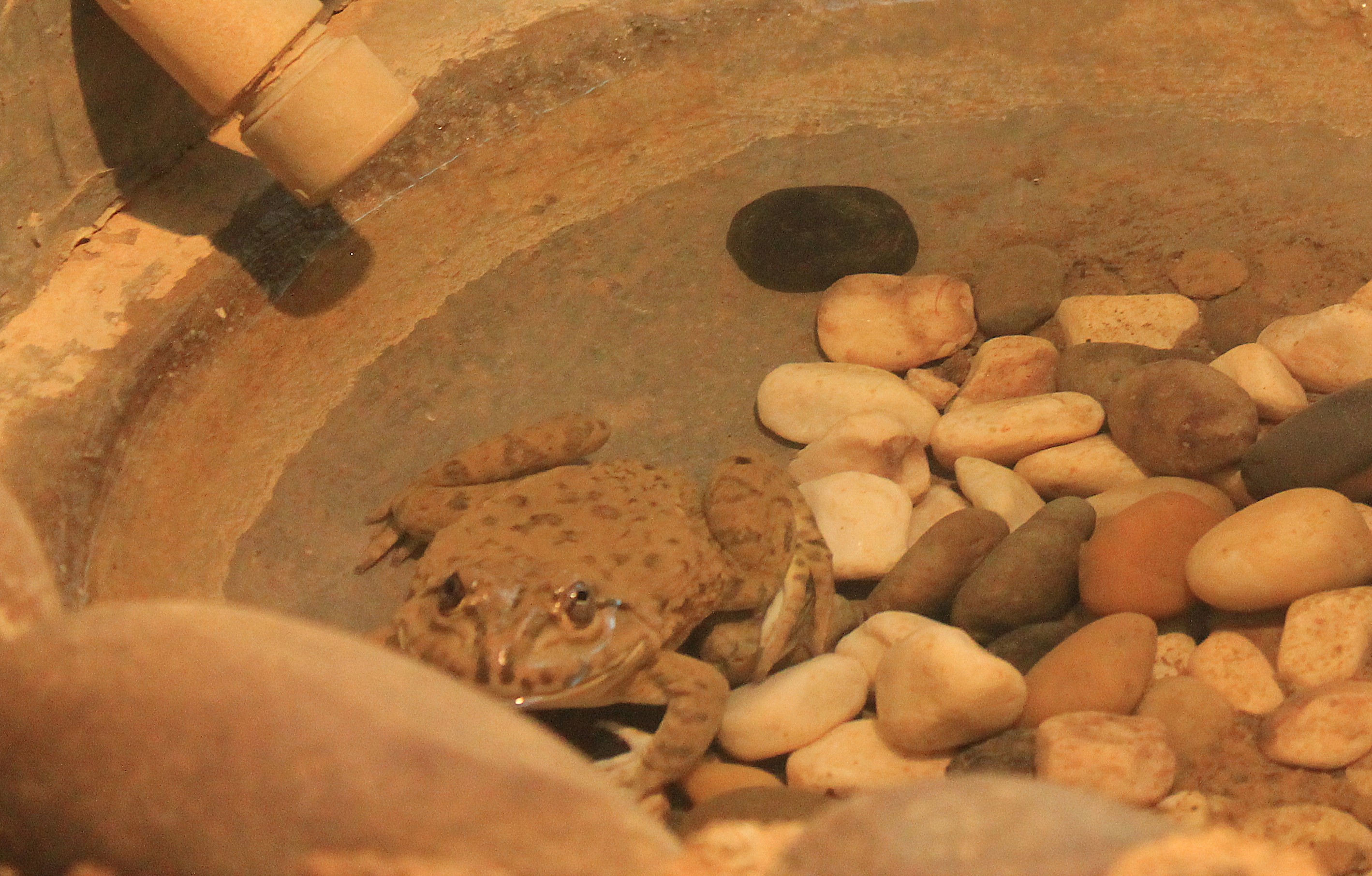 Indian Bullfrog (Hoplobatrachus tigerinus)