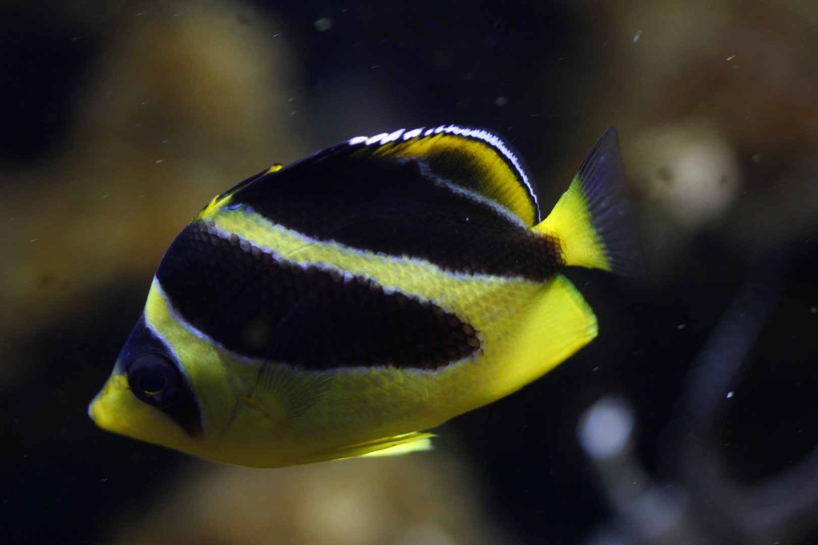 Indian butterflyfish (Chaetodon mitratus)