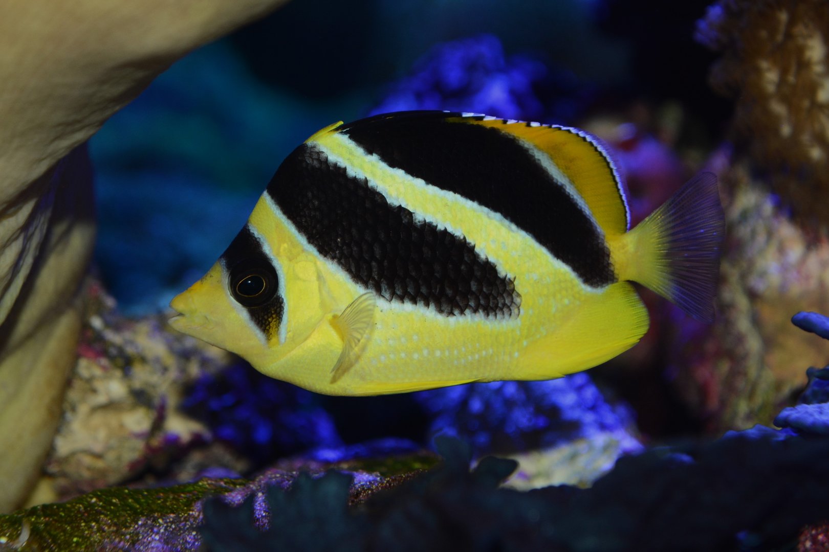 Indian butterflyfish (Chaetodon mitratus)