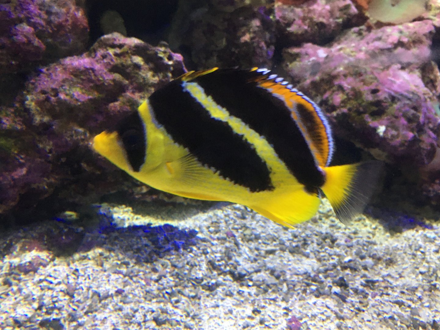 Indian Butterflyfish (Chaetodon mitratus)