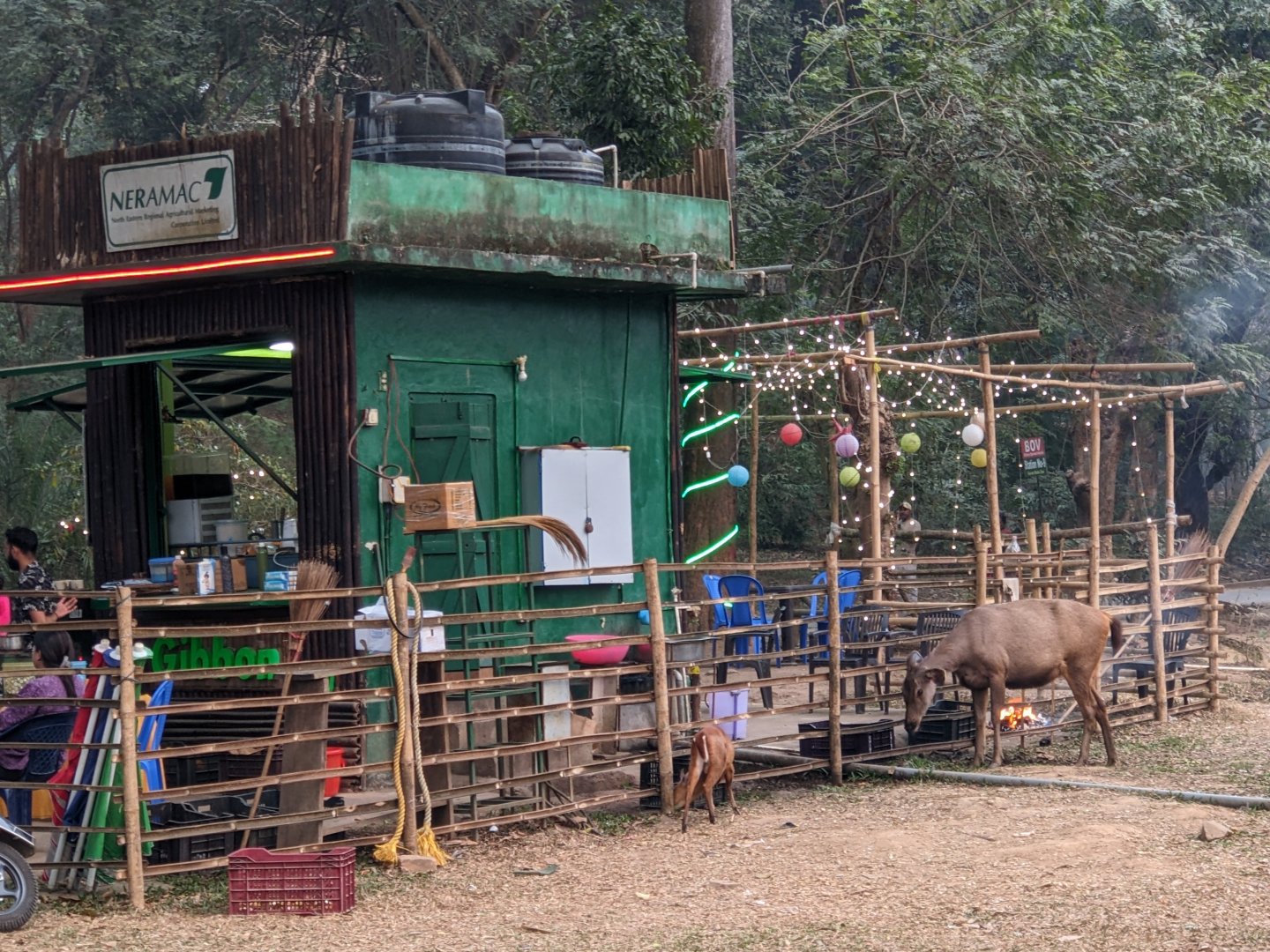 Indian cafe with free ranging muntjack and sambar deer
