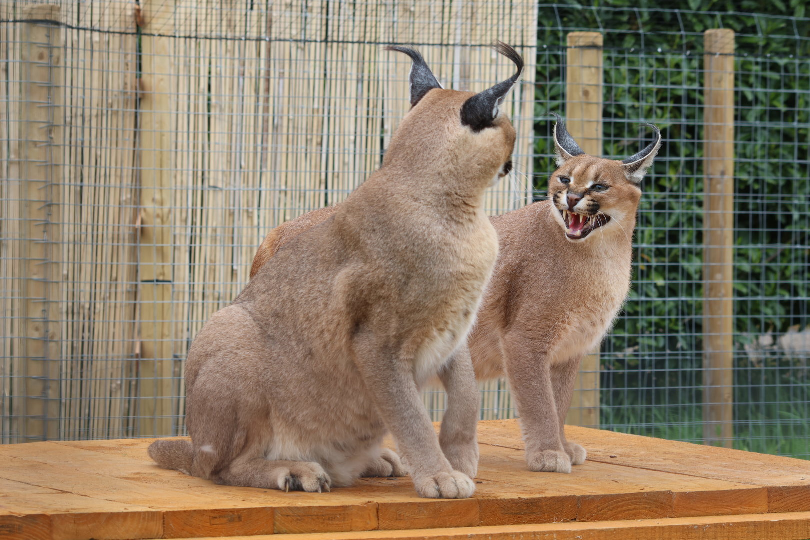 Indian Caracal at Wildway Wildlife