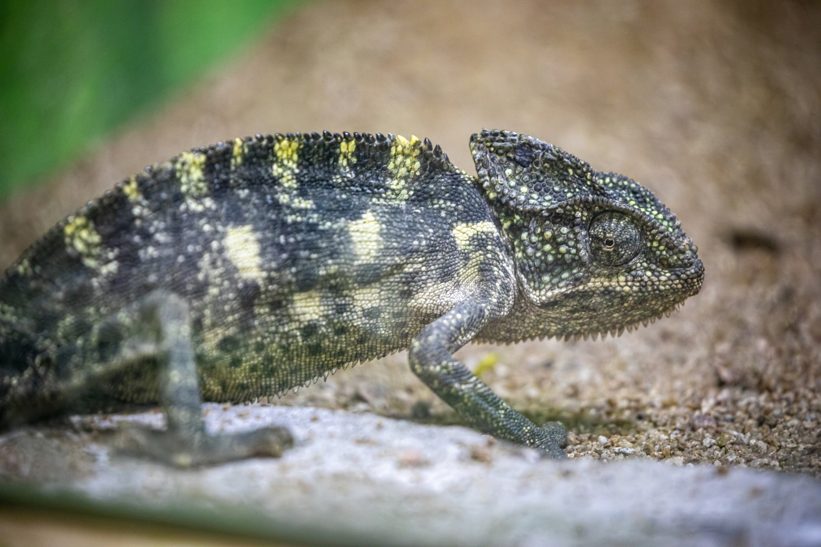 Indian Chameleon （Chamaeleo zeylanicus）