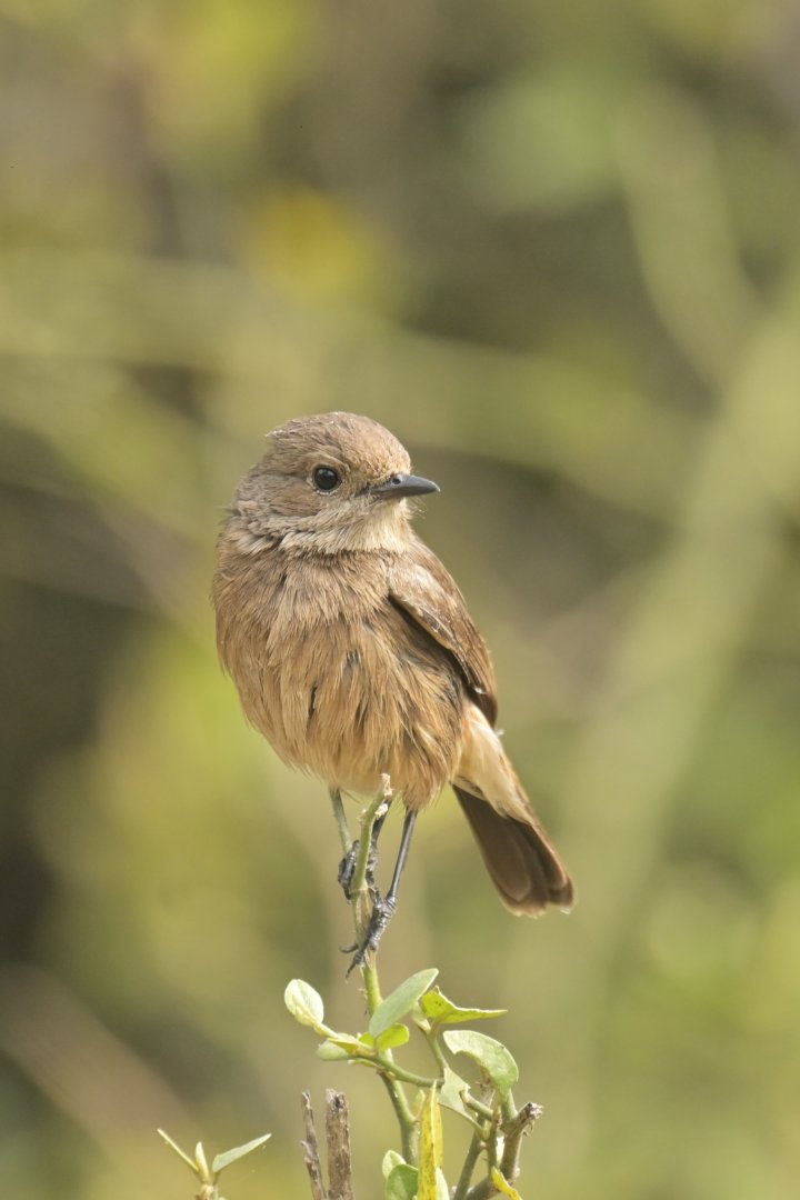 Indian Chat Oenanthe fusca