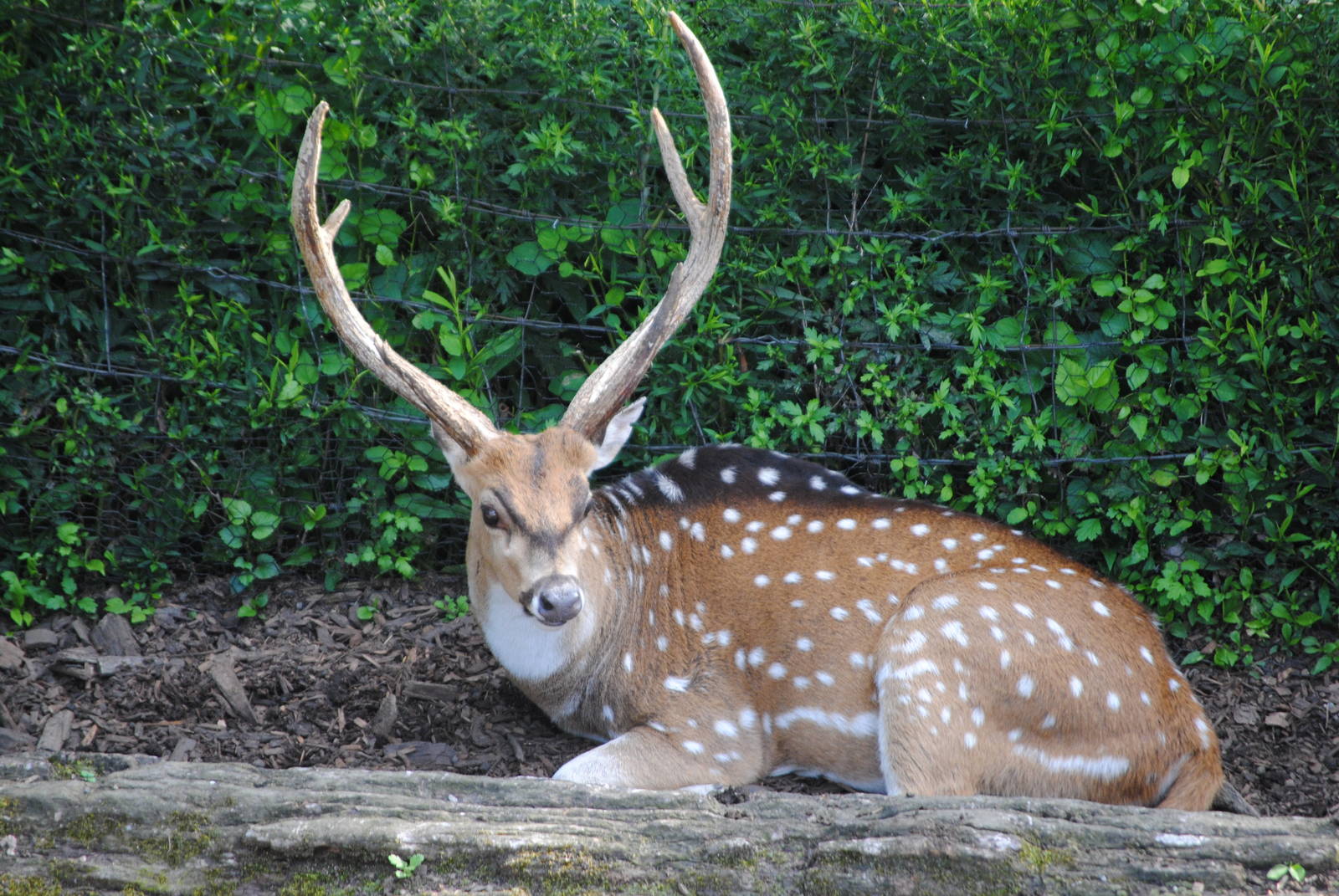 Indian Chital Deer