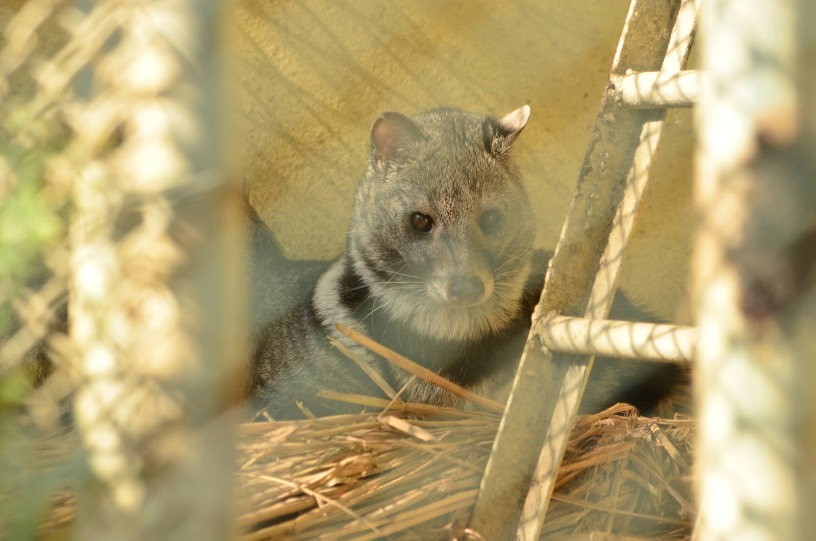 Indian civet  (Viverricula indica)