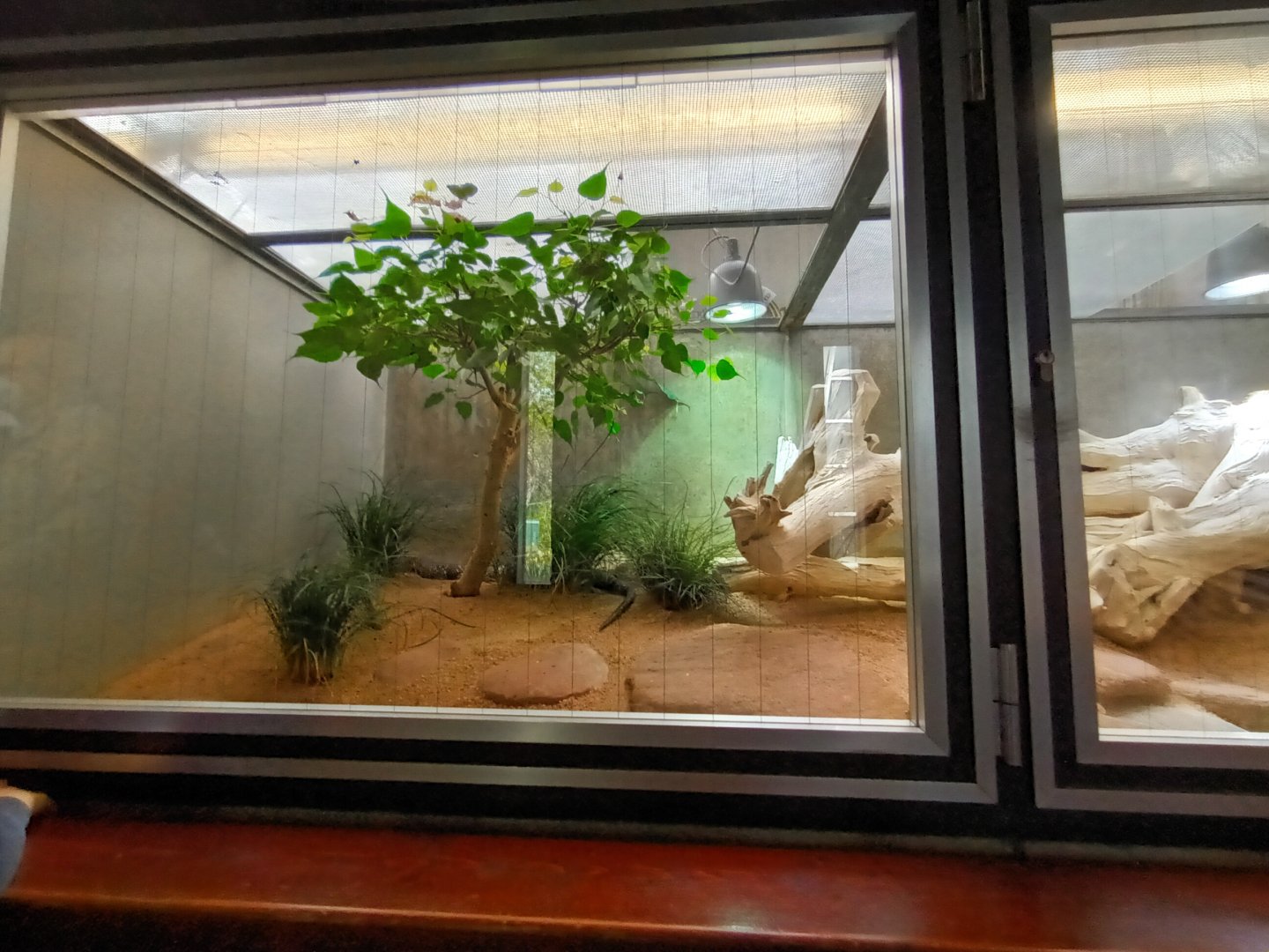 Indian Cobra Habitat