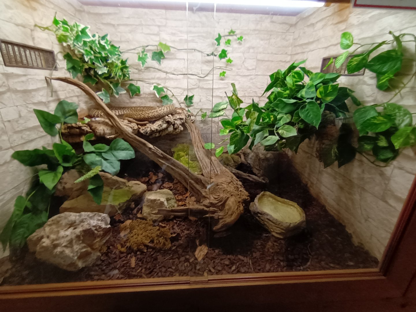 Indian Cobra Habitat