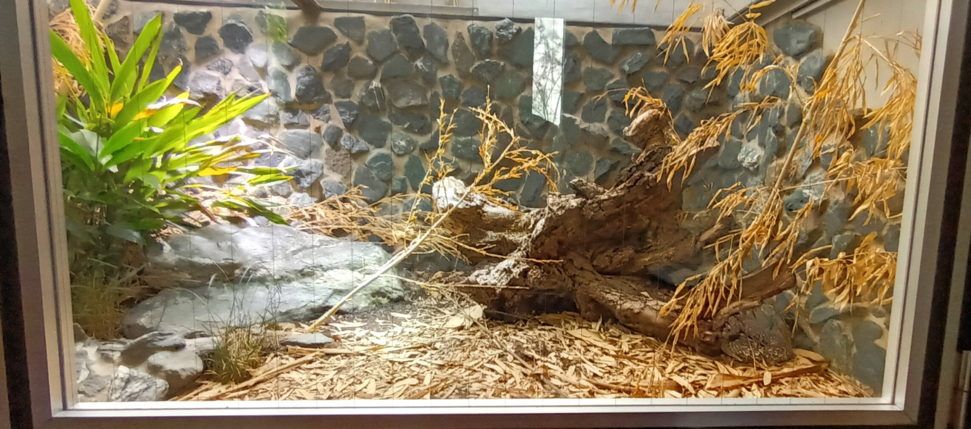 Indian Cobra Habitat