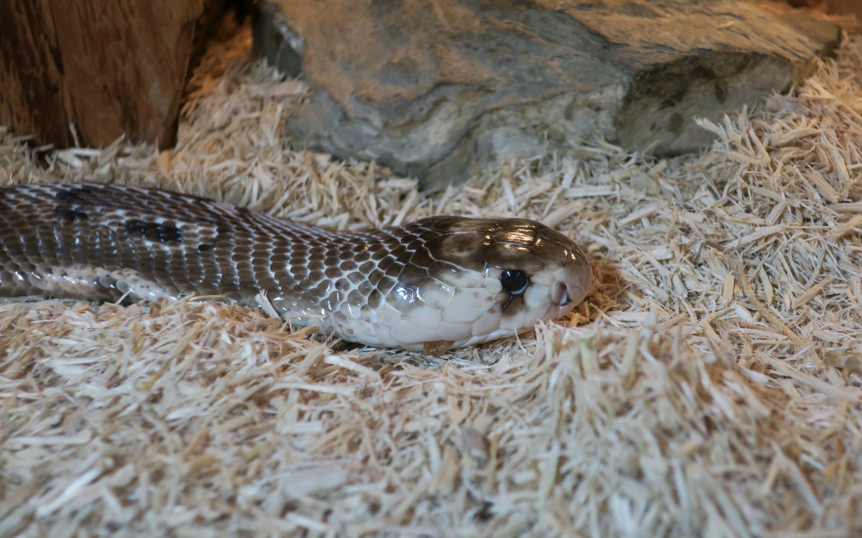 Indian Cobra (Naja naja)