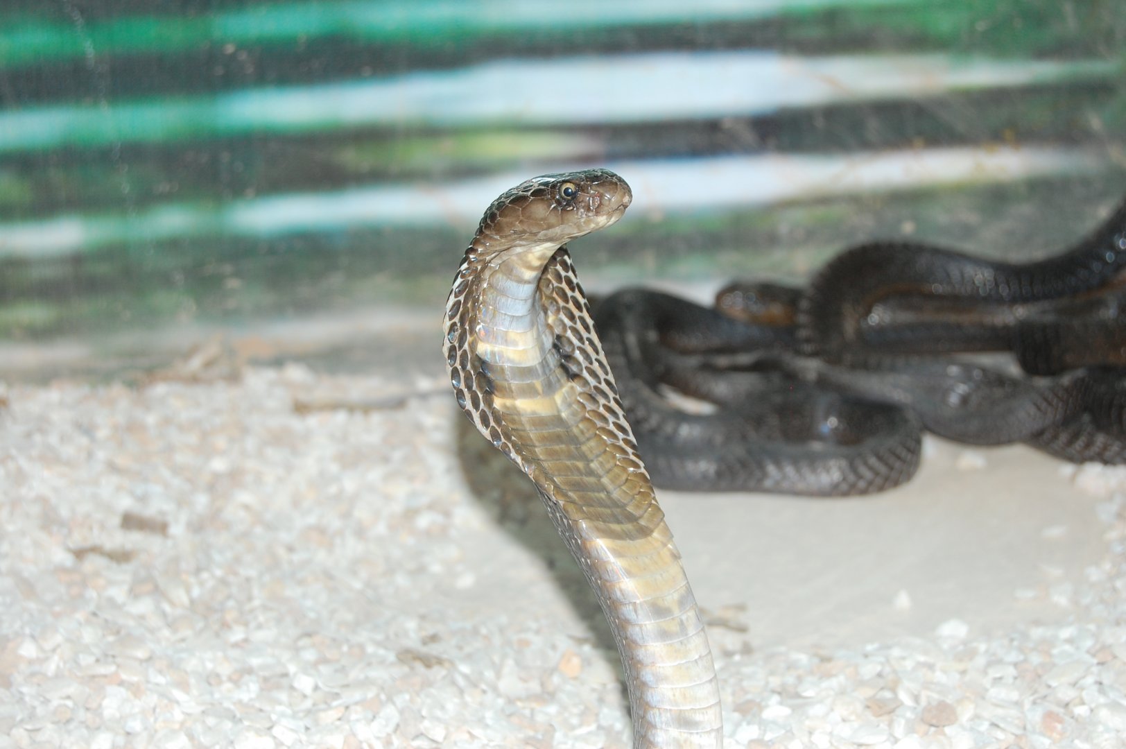 Indian cobra - Peshawar Zoo 20/10/2018