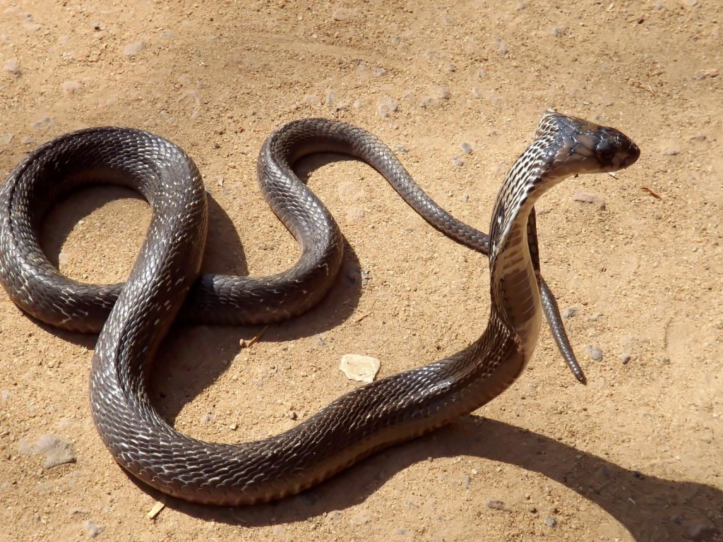 Indian cobra (red)