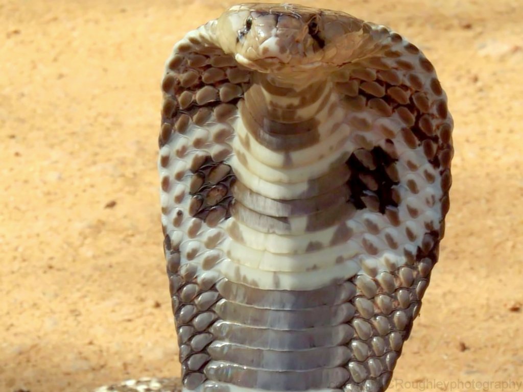 Indian cobra (white)