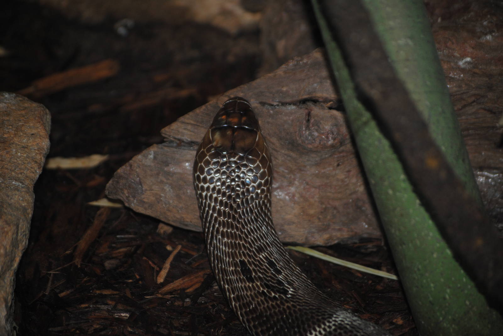 Indian Cobra