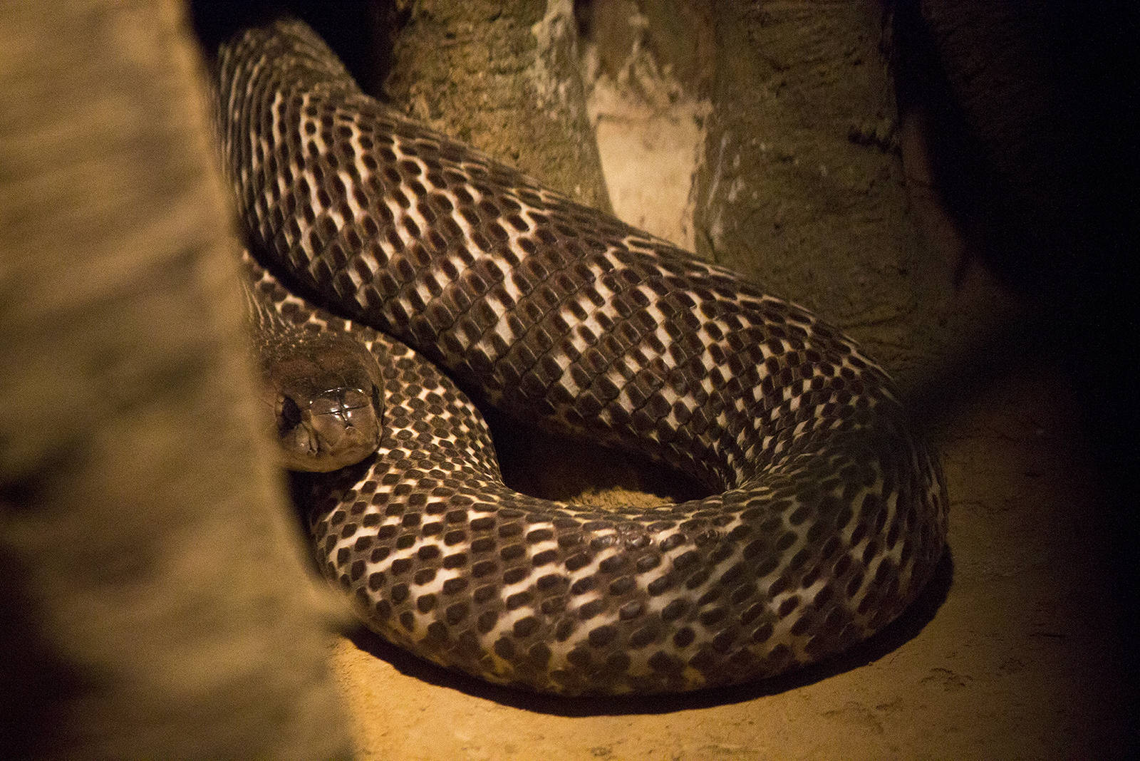 Indian cobra
