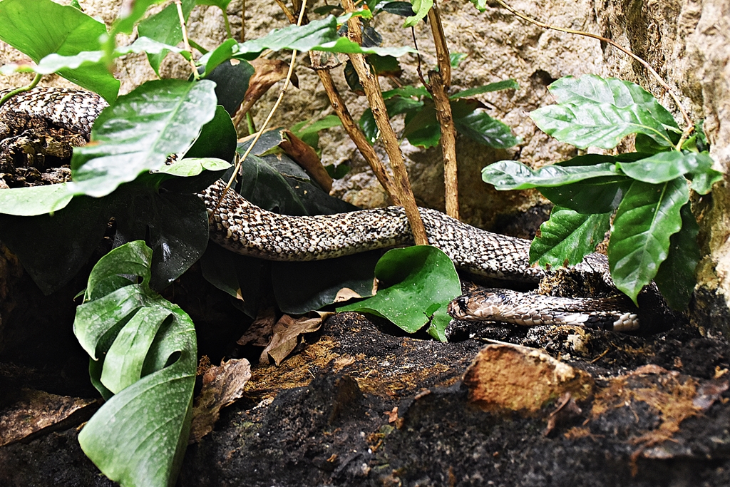 Indian cobra