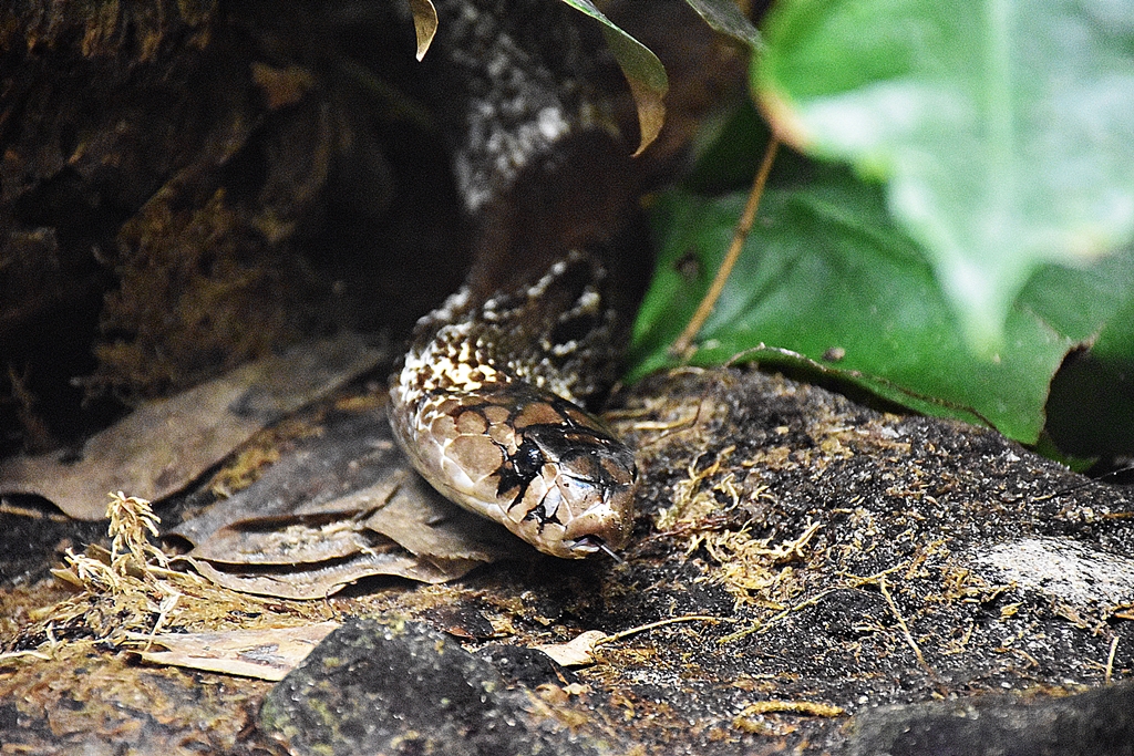 Indian cobra