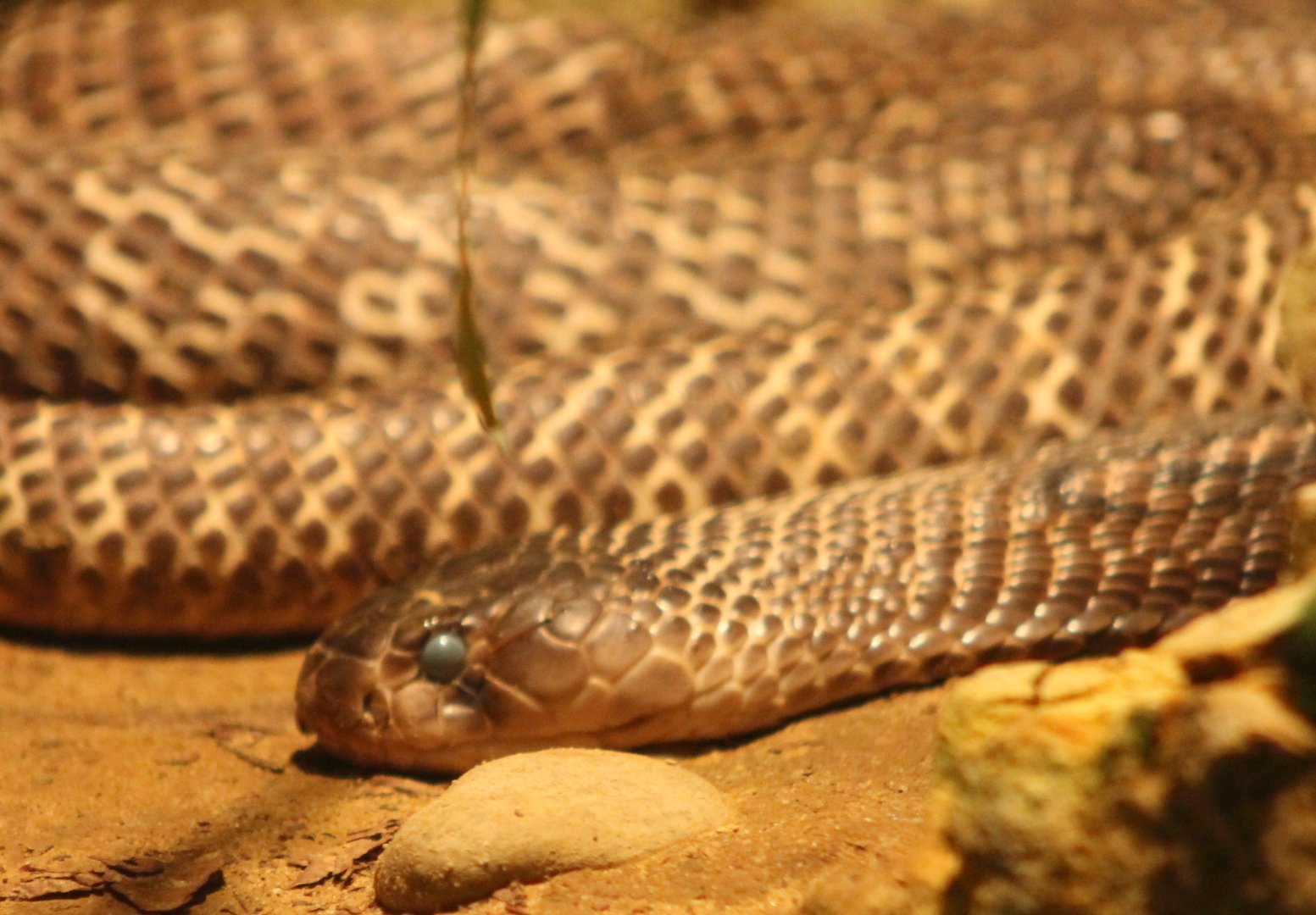 Indian cobra
