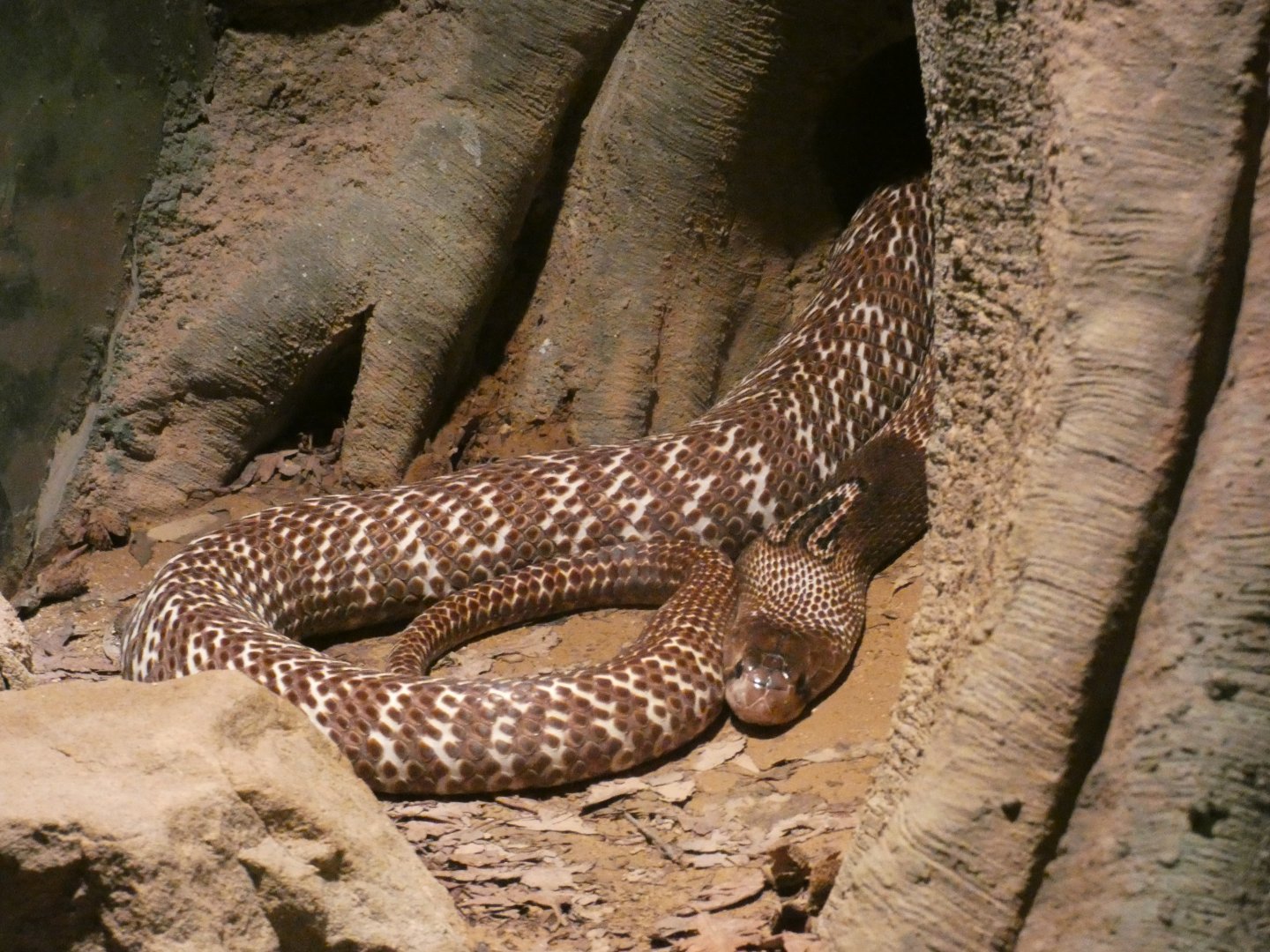 Indian Cobra