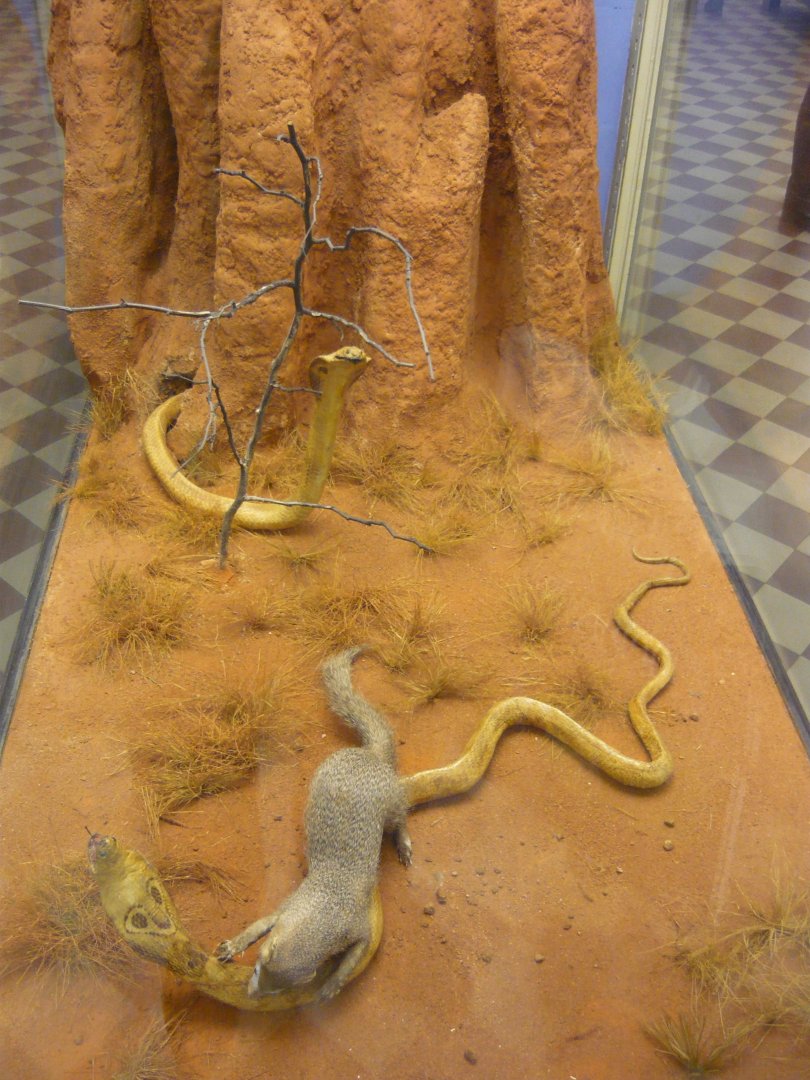 Indian cobras and Mongoose