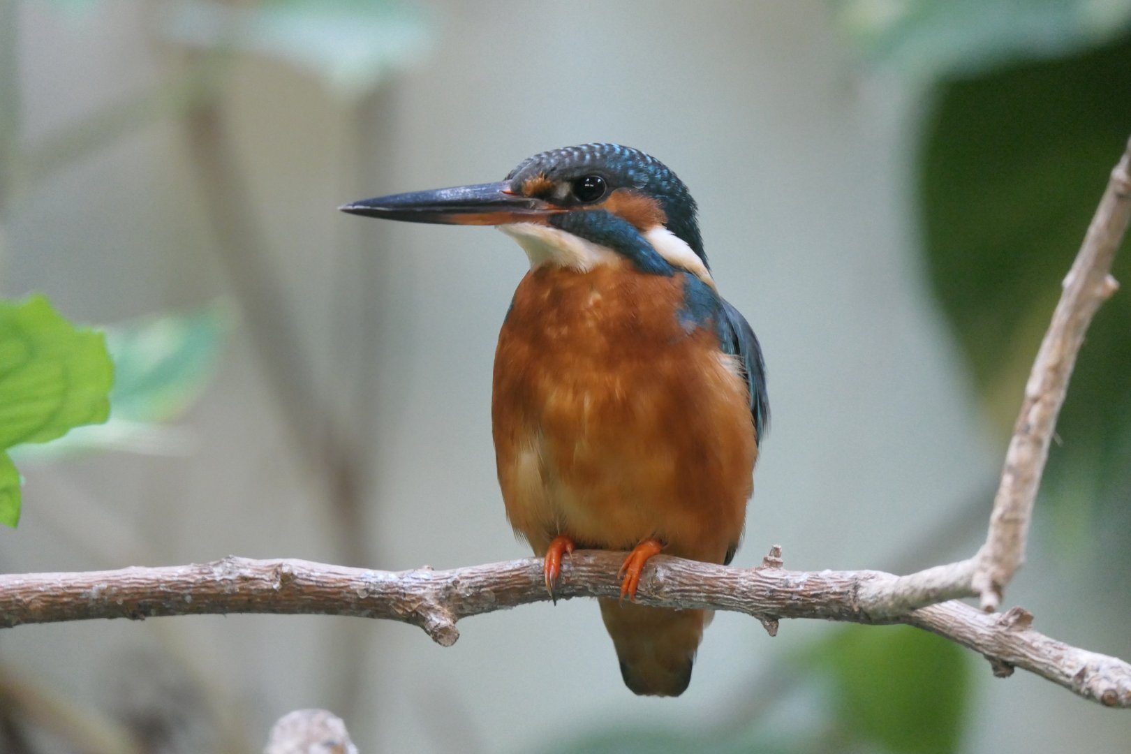 Indian Common Kingfisher (Alcedo atthis bengalensis)