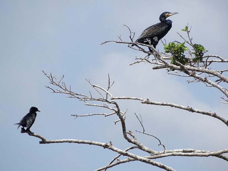 Indian cormorant and Little cormorant