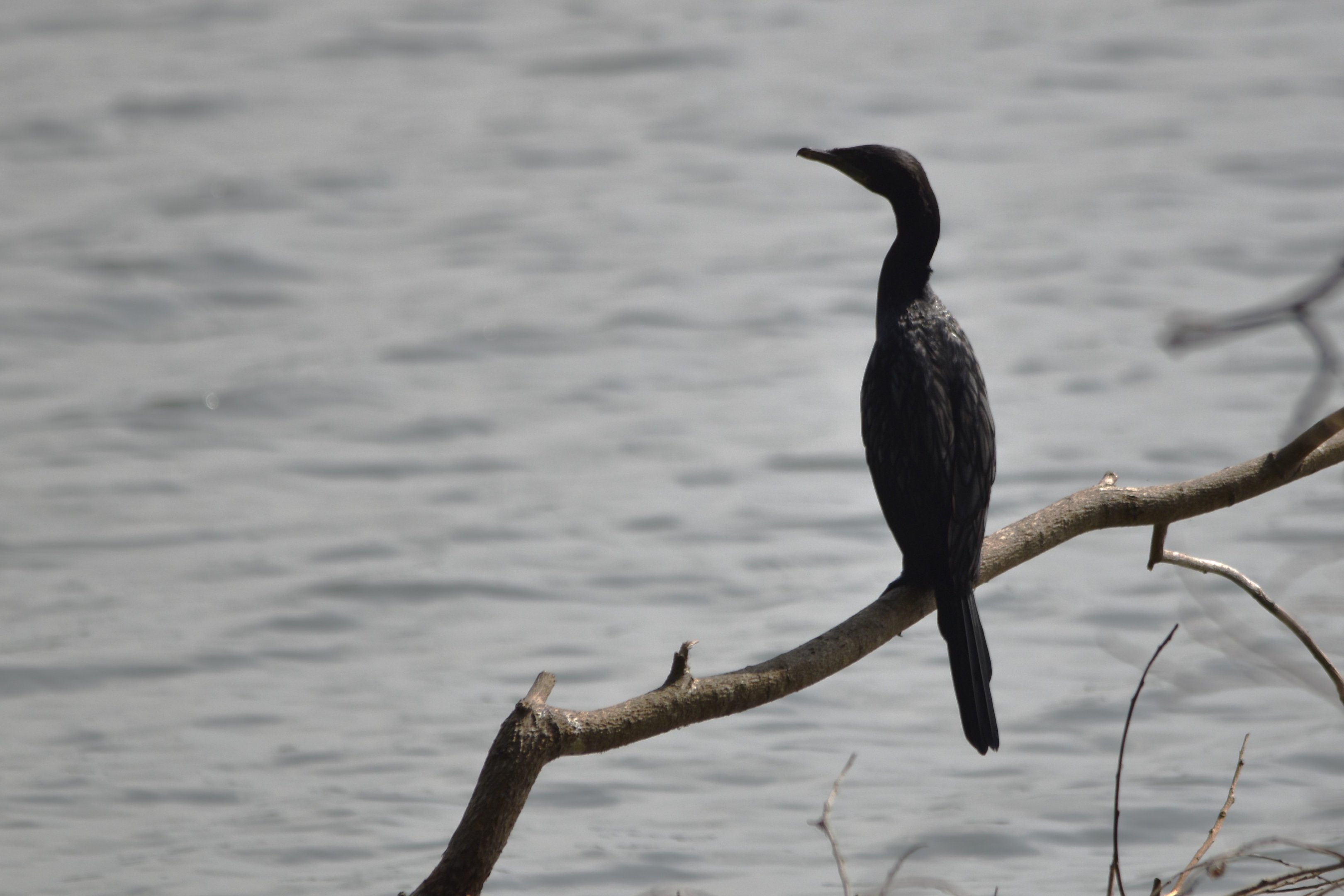 Indian Cormorant, Kabini River, 21st November 2024