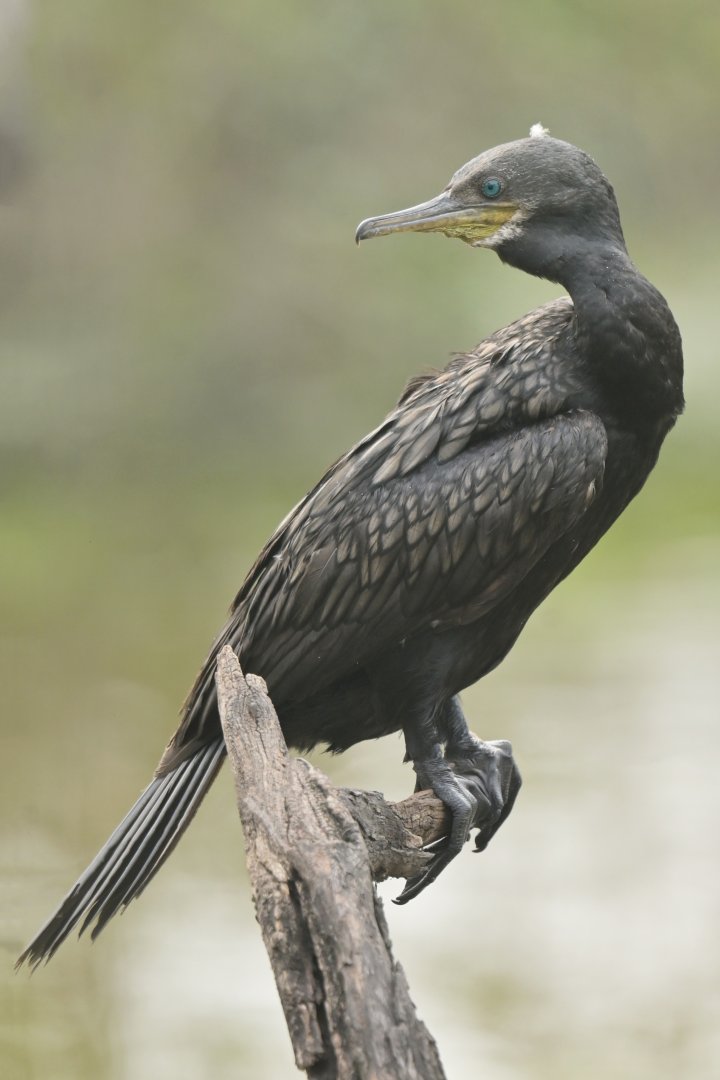 Indian Cormorant Phalacrocorax fuscicollis