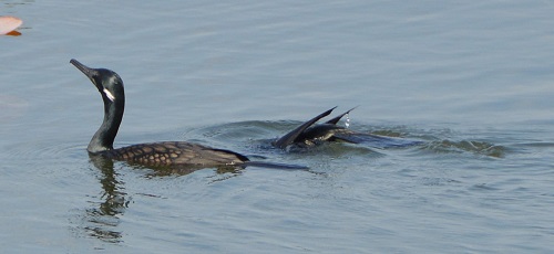 Indian cormorant