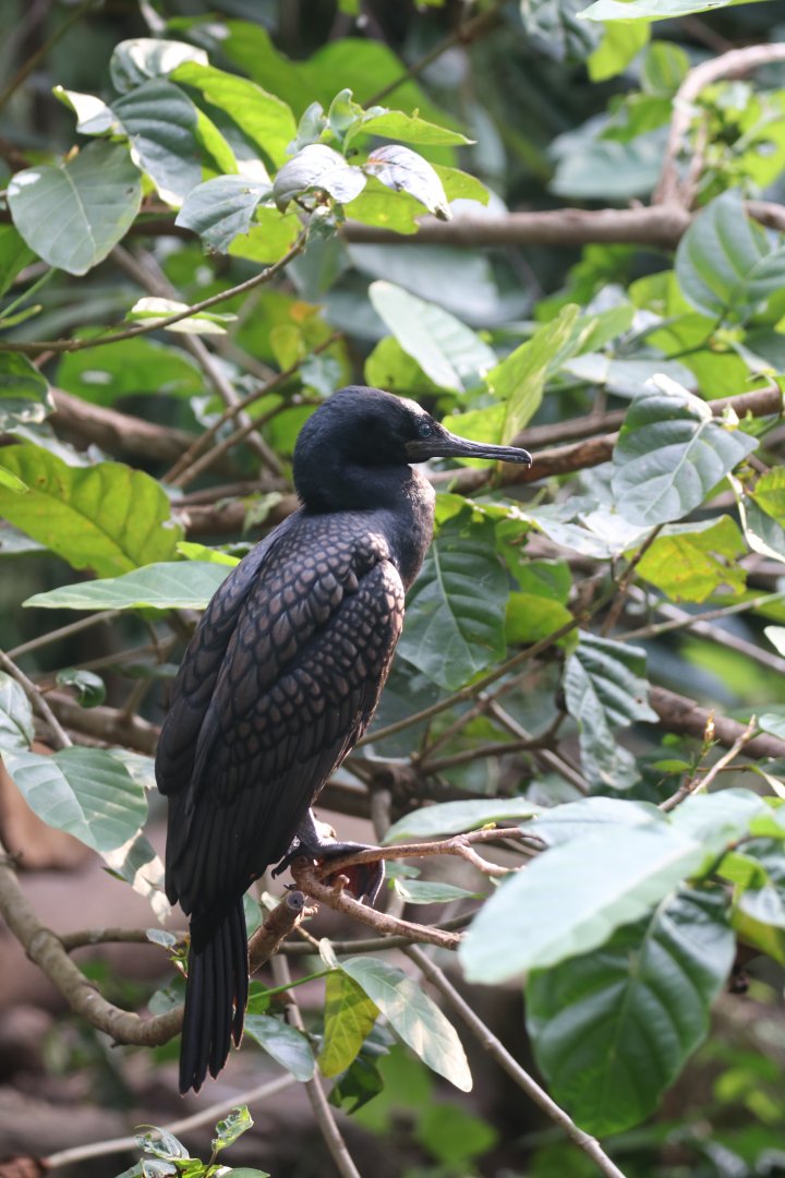 Indian cormorant