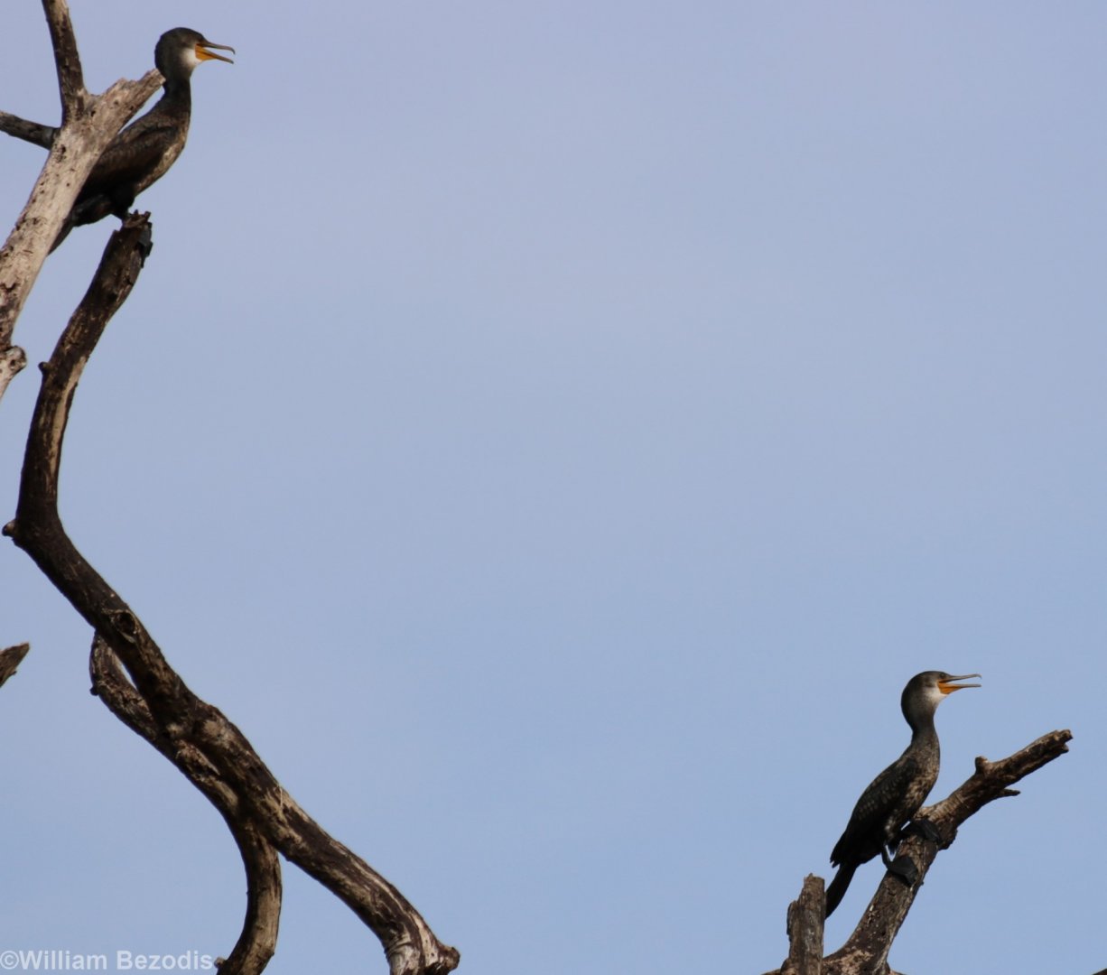 Indian Cormorants - Bangkok Suburbs