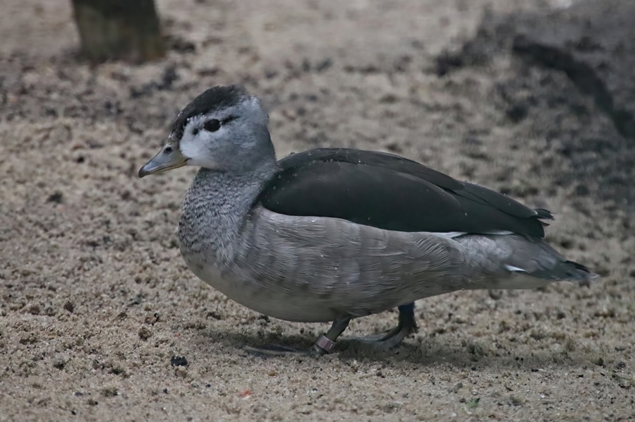 Indian cotton pygmy goose (Nettapus coromandelianus coromandelianus)